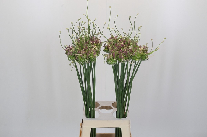 <h4>Allium Green Drops</h4>