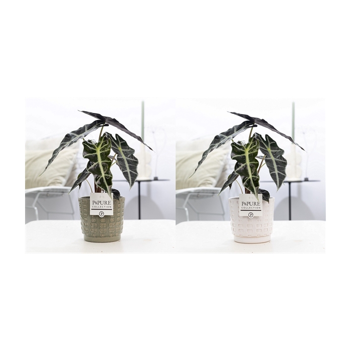 <h4>Alocasia Polly in P&PURE Floor ceramics ass. 2</h4>