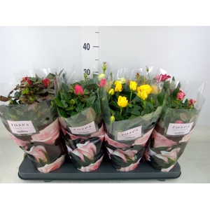 Rosa  'Patio-Hit'   ...mix 6