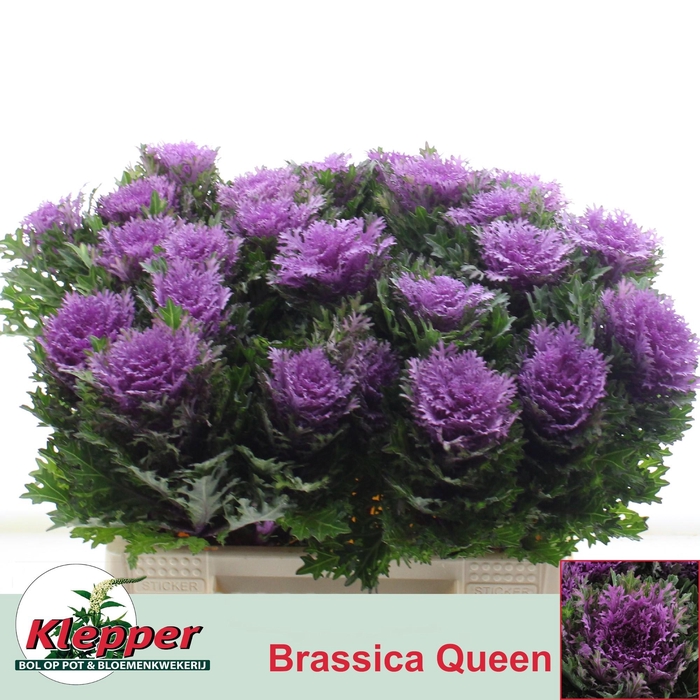 <h4>BRASS CRANE QUEEN</h4>