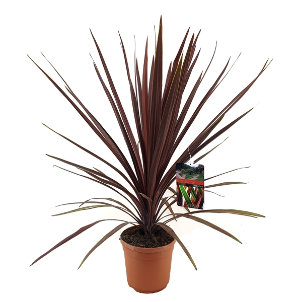 <h4>Cordyline australis red star</h4>