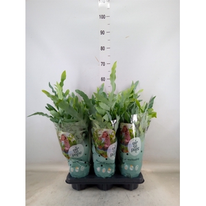 Phlebodium aureum 'Blue Star'