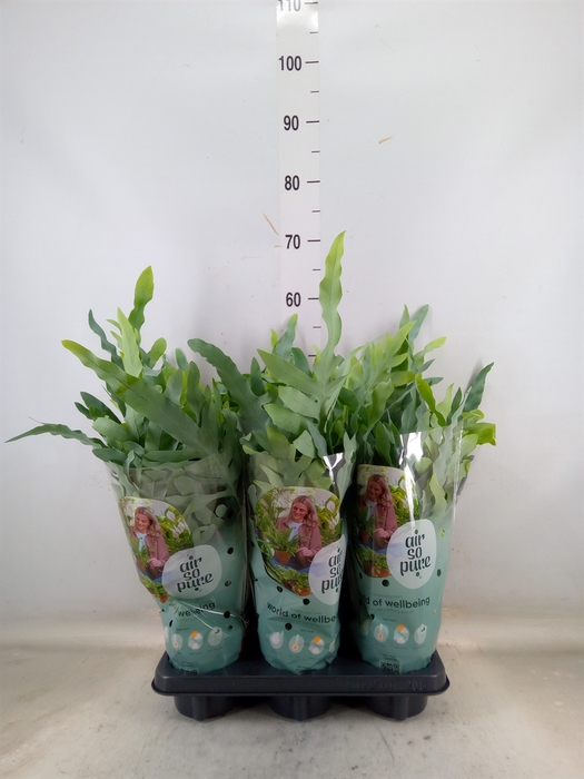 <h4>Phlebodium aureum 'Blue Star'</h4>