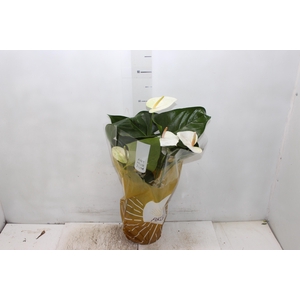 ANTHURIUM SUMI P17