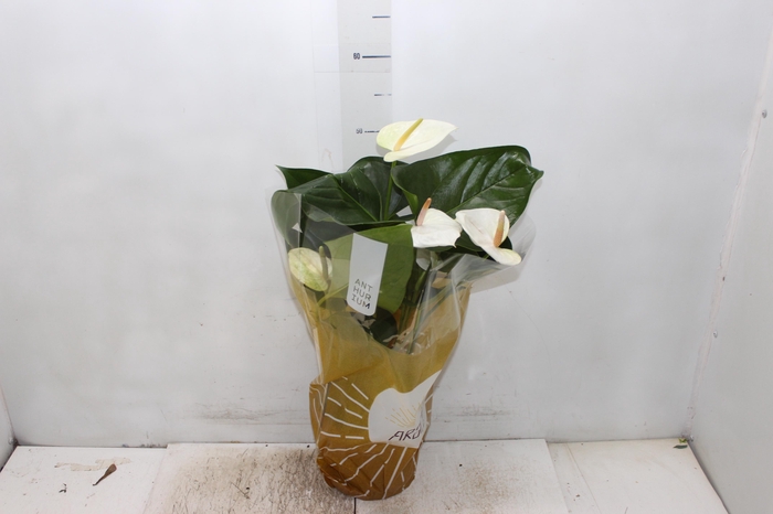 <h4>ANTHURIUM SUMI P17</h4>