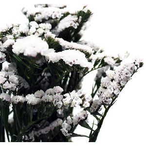 STATICE SINZII SILVER 070 CM
