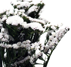 <h4>STATICE SINZII SILVER 070 CM</h4>