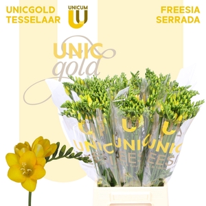 Freesia EN 'Serrada'