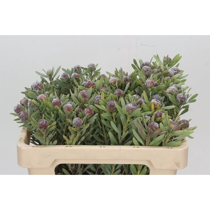 <h4>Kaaps Groen Pubescens</h4>