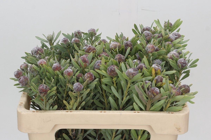 <h4>Kaaps Groen Pubescens</h4>