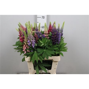 Lupinus