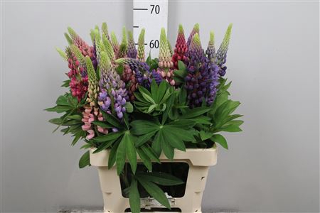<h4>Lupinus</h4>