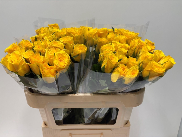 <h4>R GR RISE & SHINE</h4>