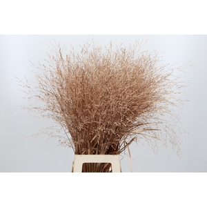 Panicum Kl Bh Antiek Goud