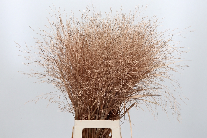 <h4>Panicum Kl Bh Antiek Goud</h4>