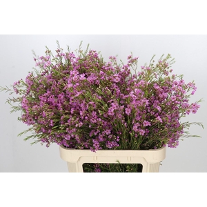 Chamelaucium Niek's Pride
