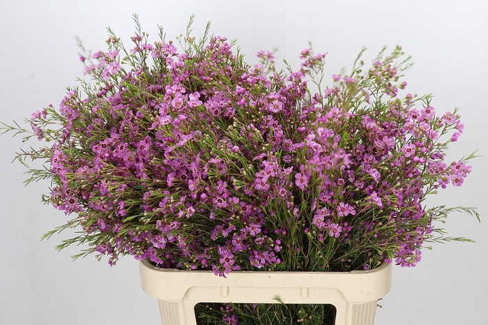 <h4>Chamelaucium Niek's Pride</h4>