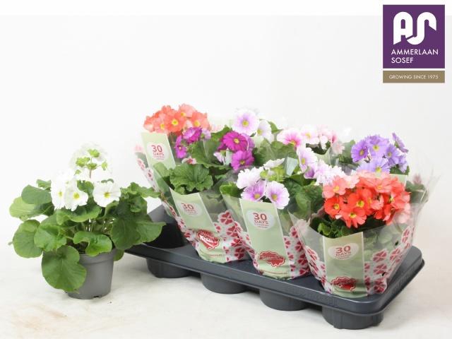 <h4>PRIM OB TM GEM</h4>