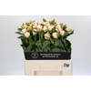 Paeonia Snow Mountain