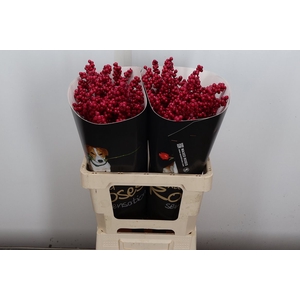Ilex Wx Cerise
