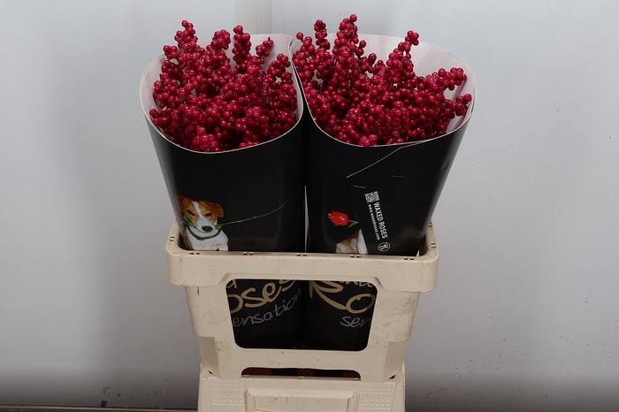 <h4>Ilex Wx Cerise</h4>