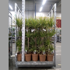 Dracaena marg. 'Sunray'