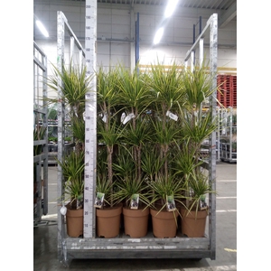 Dracaena marg. 'Sunray'