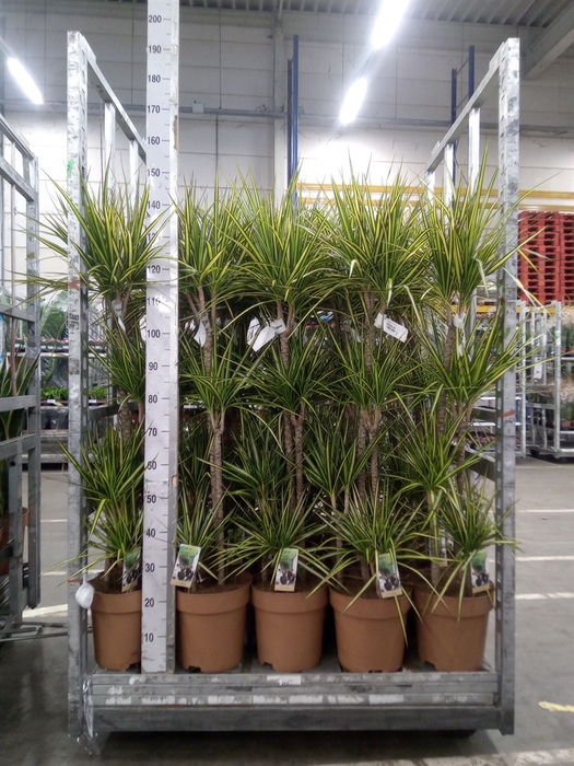 <h4>Dracaena marg. 'Sunray'</h4>