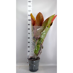 Philodendron   ...