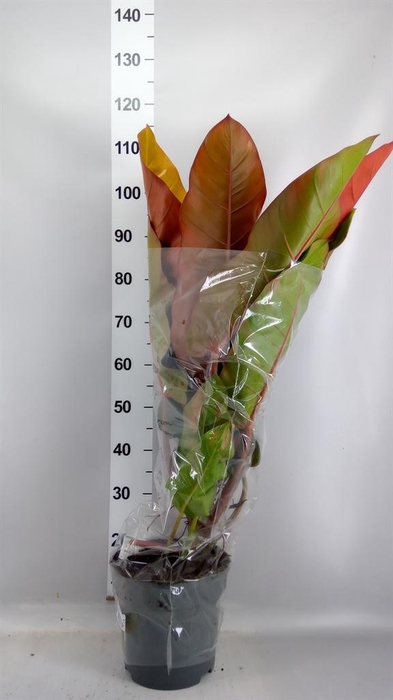 <h4>Philodendron   ...</h4>