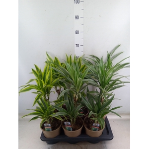 Dracaena fr de   ...mix