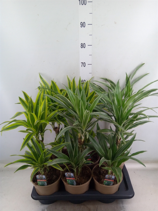 <h4>Dracaena fr de   ...mix</h4>