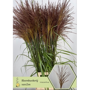 Miscanthus Rotfeder Frank van Zon