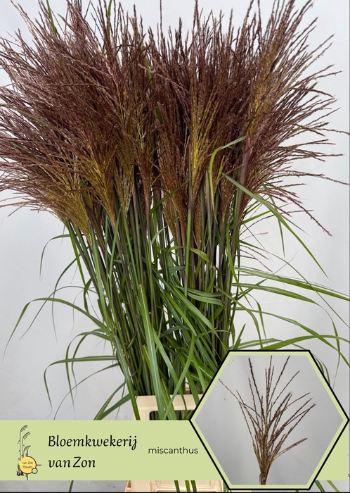<h4>Miscanthus Rotfeder Frank van Zon</h4>