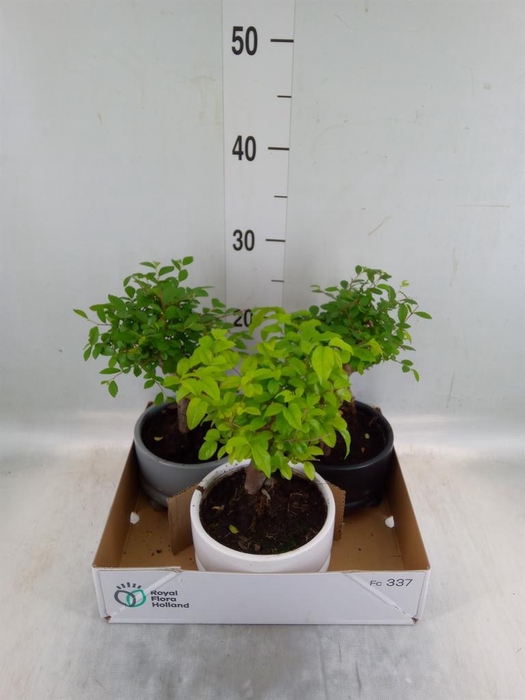 <h4>Bonsai ...mix</h4>