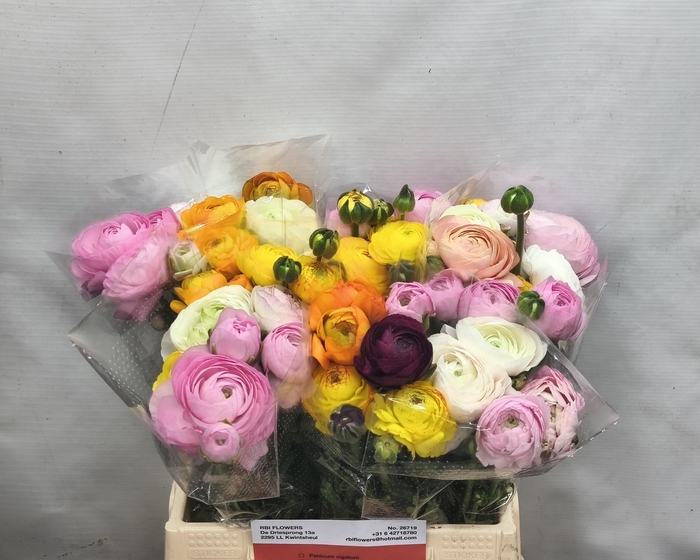 <h4>RAN GEM IN BOS</h4>