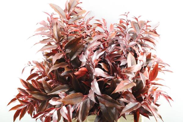 <h4>Deco Gr Leucothoe Klb Rood</h4>