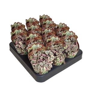 CEROPEGIA WOODII SUP