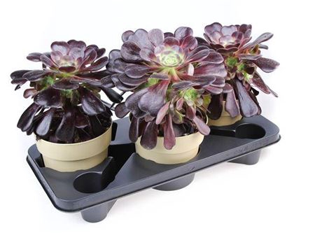 <h4>Aeonium Arboreum Black</h4>