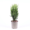 Chamaecyparis Green Pil