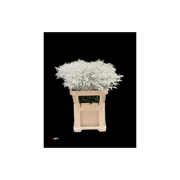 <h4>Solidago White 80cm</h4>