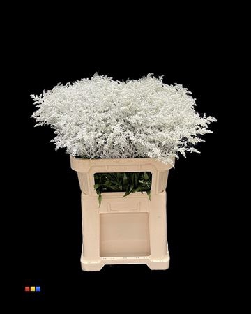 Solidago White 80cm