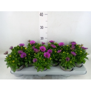 Osteospermum  'Margarita Lilac'