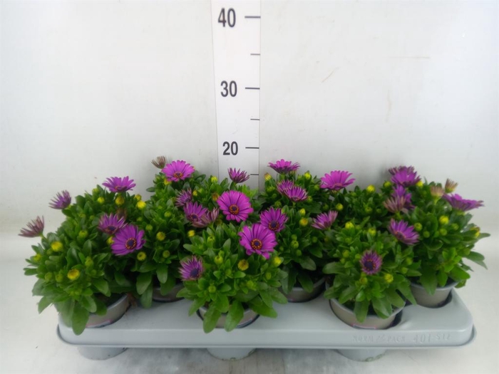 <h4>Osteospermum  'Margarita Lilac'</h4>