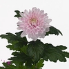 Chrys Gp Rossano Pink