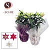 Oriental Mix p17 Rondella LEAFS