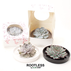 ROOTLESS Echeveria, Panda bowl, hearts box