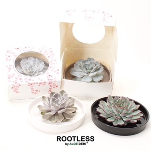 ROOTLESS Echeveria, Panda bowl, hearts box