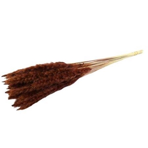 Dried Fluffy Pampas Brown Bunch Slv