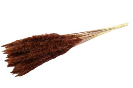 <h4>Dried Fluffy Pampas Brown Bunch Slv</h4>